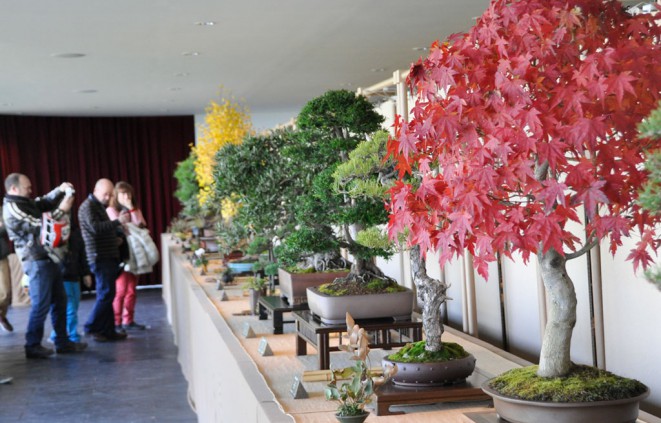 Gent mirant la mostra de bonsai.