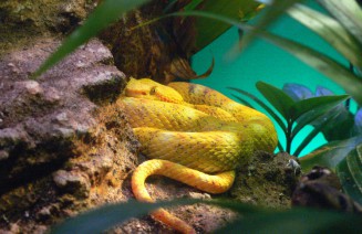 Imatge d'un rèptil, una serp verinosa