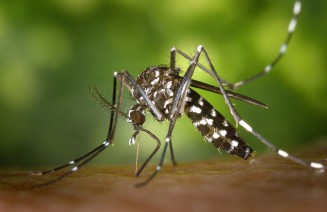 Imatge d'un mosquit tigre picant una persona