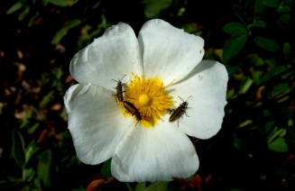 Escarabats sobre una flor de Cistus