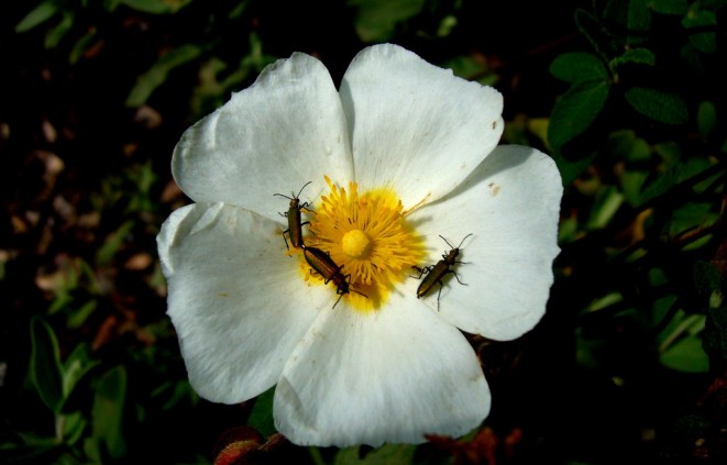 Escarabats sobre una flor de Cistus