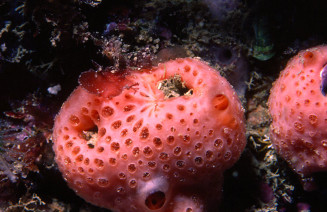 Imatge d'una de les esponges introduïdes al nostre mar, Hemimycale columella