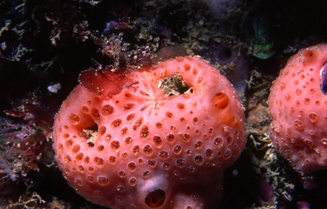 Imatge d'una de les esponges introduïdes al nostre mar, Hemimycale columella