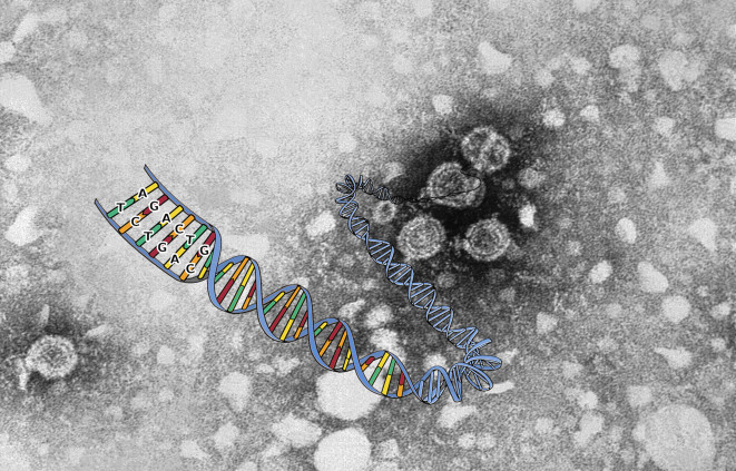 Imatge del Hepatitis_B_virus per l'anunci del curs Del zika al l'hepatitis