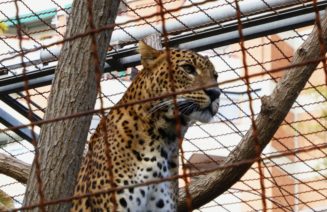 Imatge del zoo de Barcelona per al debat entorn als parcs zoològics