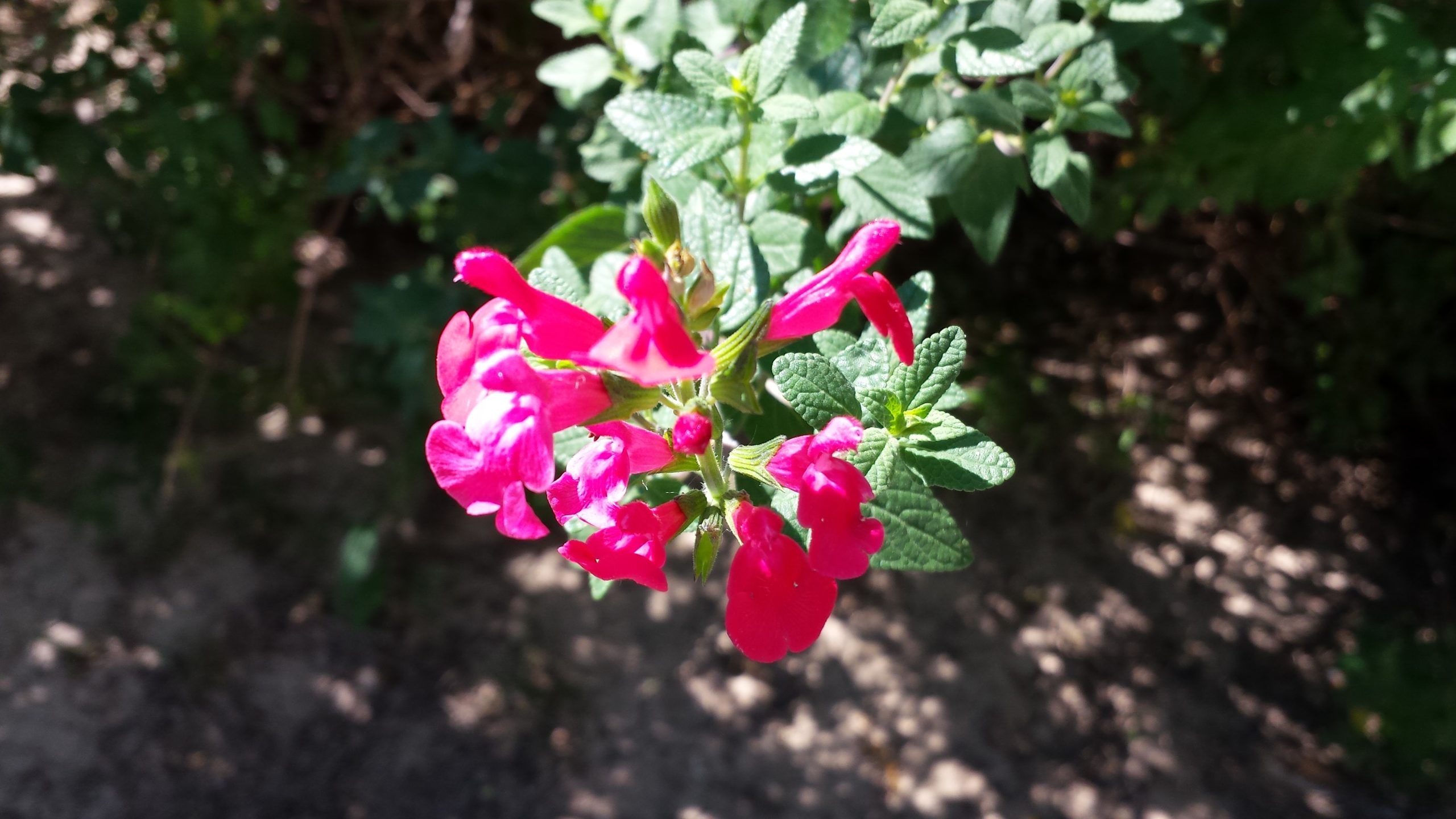Flors als refugis climàtics de L'Hospitalet. Una passejada pels parcs de la ciutat.