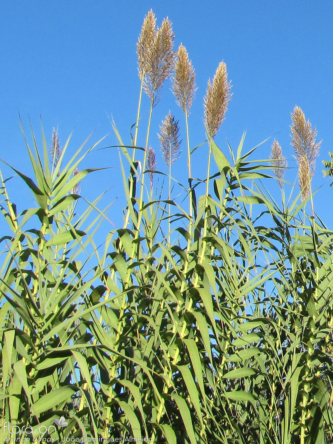 Les plantes invasores de la ciutat