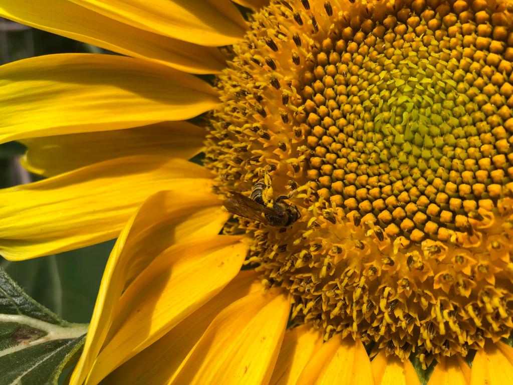 Els pol·linitzadors a l’hort