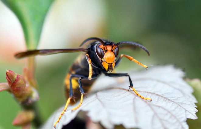 Fotografia d'una vespa asiàtica sobre una fulla.
